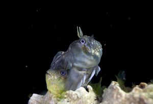 Winning entry of Underwater Photo and Video Competition